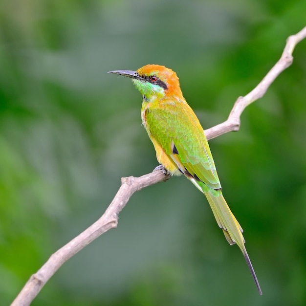 Little Green Beeeater