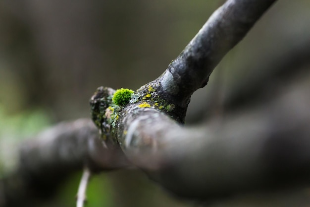 A little green bush on a branch