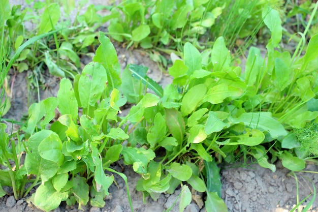 Little green bushes of sorrel on the bed