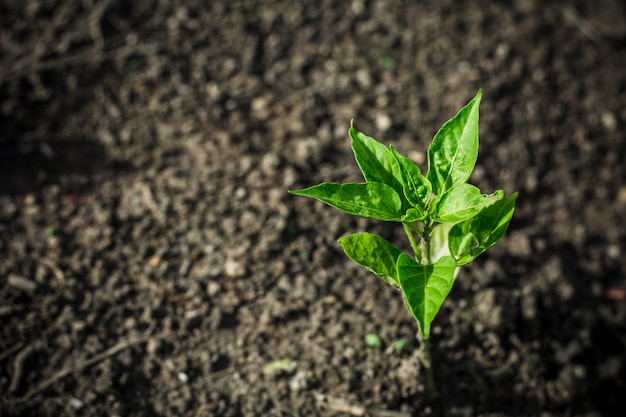 乾いた地面に小さな唐辛子の植物