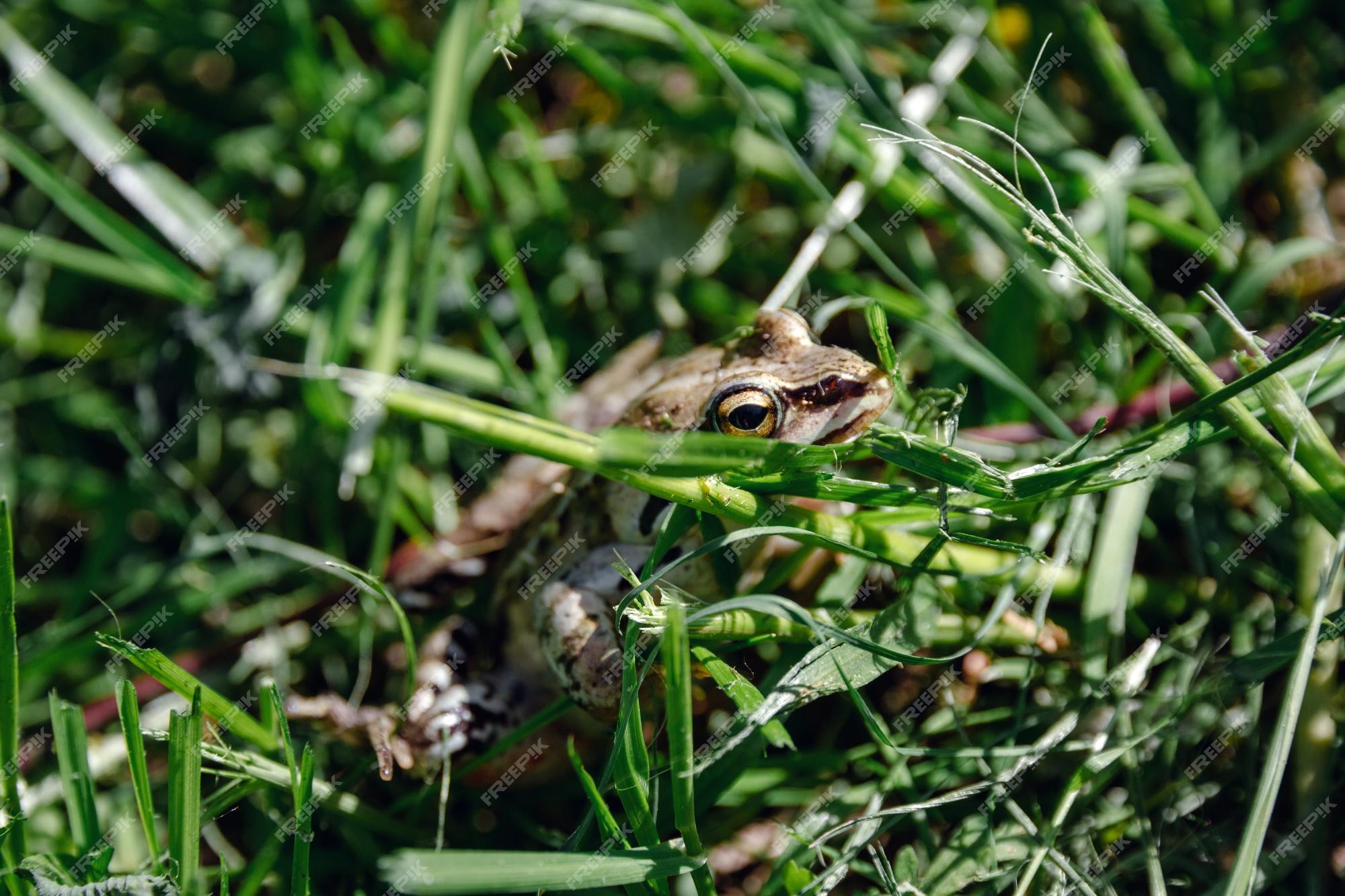 Premium Photo  Little green frog hiding in the grass