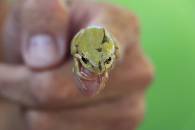 a little green frog in my hand