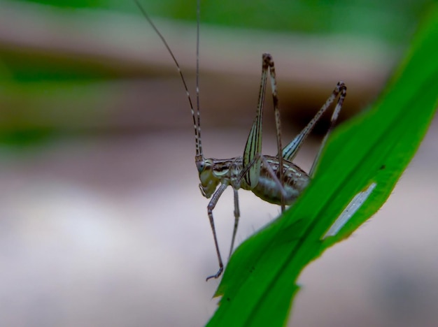 Little green grasshopper standing on green grass