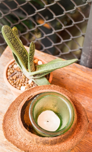 Little green plant decorated on wooden table