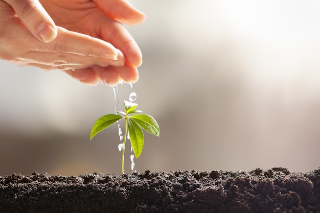 写真 小さな緑の植物が土と水やりから育つ