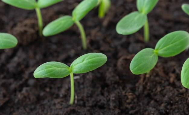 Маленькие зеленые саженцы, растущие из почвы