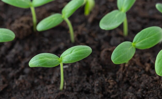 Piccole piantine verdi che crescono dal suolo