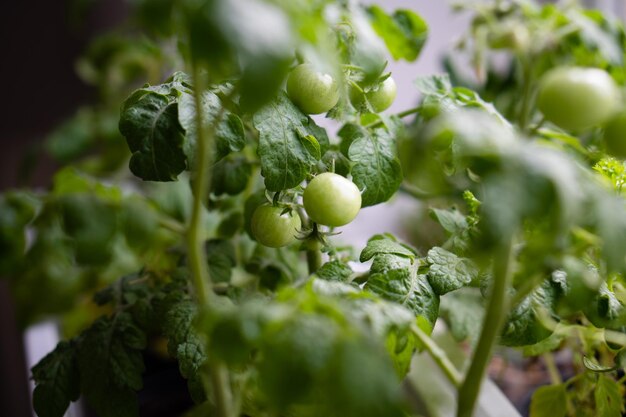 Little green tomatoes on a branch closeup