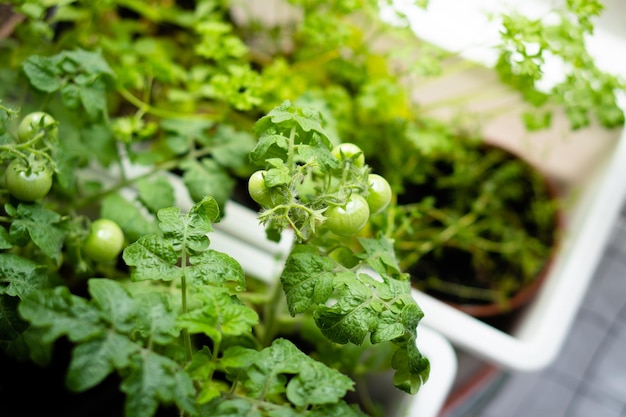 Little green tomatoes on a branch closeup