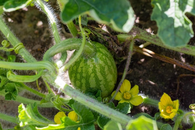 Little green watermelon Young small watermelon in the garden Watermelon in the farm on field