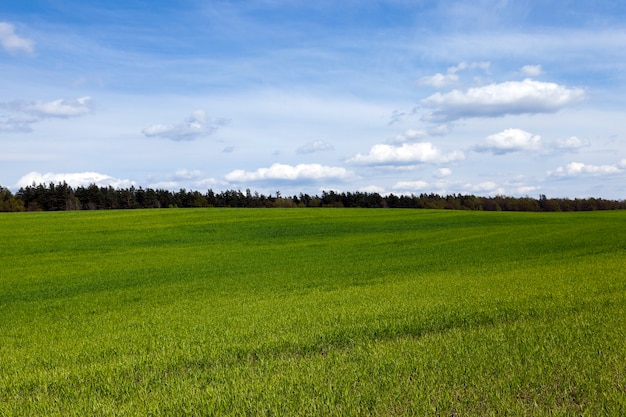 Little green wheat plants in the spring season.