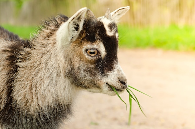 Piccola capra grigia che mangia erba verde al pascolo