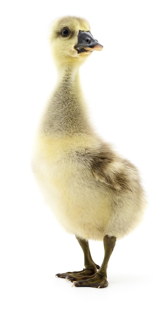 Little grey gosling isolated on white background.