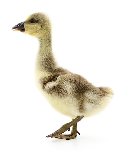 Little grey gosling isolated on white background.