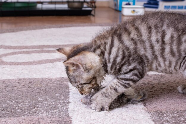 Piccolo gattino grigio che gioca con il topo giocattolo