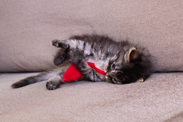 おもちゃのマウスで遊ぶ小さな灰色の子猫