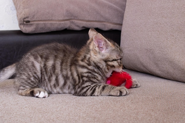 おもちゃのマウスで遊ぶ小さな灰色の子猫