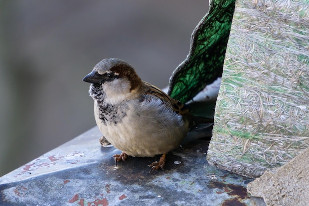 A little grey sparrow in the hole of the roof
