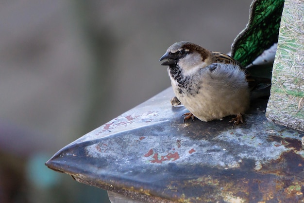 A little grey sparrow on the roof