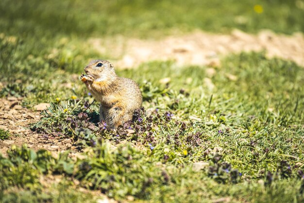 Little ground groundhog from meadows Muran plain Slovakia Castle Muran in mountains Muranska planina