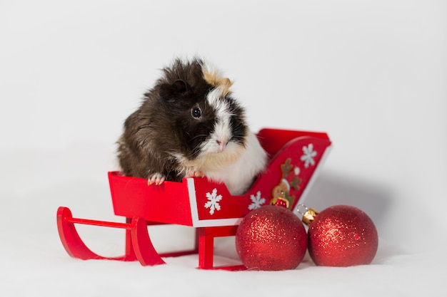 Little guinea pig on red sled