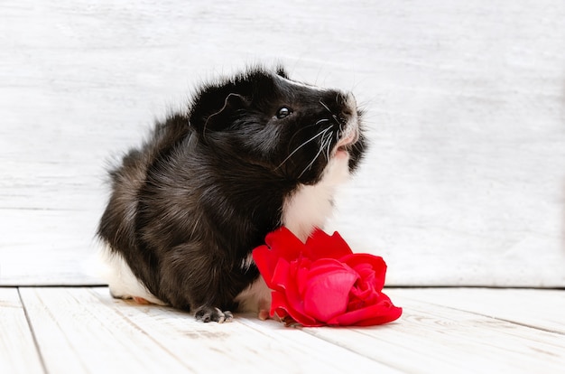 Little guinea pig on white 