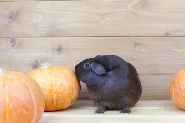 Foto piccola cavia con una zucca in autunno