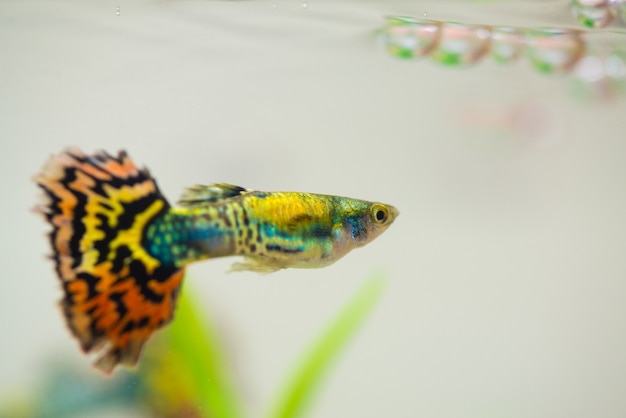 Piccolo pesce guppy in acquario o acquario,