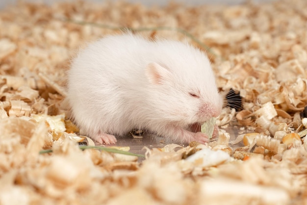 Little hamster eating on wood chips