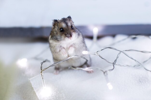 クリスマスの花輪を持つ小さなハムスターは、水色の木製の背景に座っています