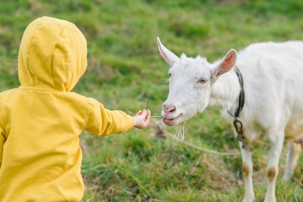 Little happy girl in yellow clothes feeding with grass a goat at meadow.