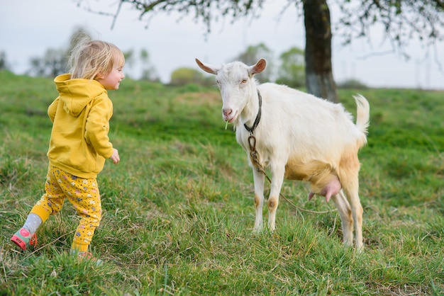 Piccola ragazza felice in vestiti gialli che alimentano con erba una capra al prato.