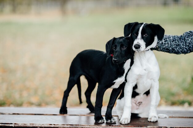 屋外のベンチに立っている小さな幸せな子犬。