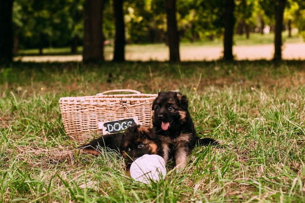 Little happy puppies