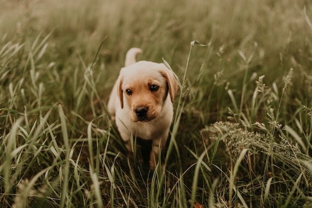 Un piccolo cucciolo di cane labrador bianco felice cammina nella natura nell'erba verde