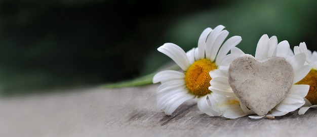 Little heart in front of white daisy on a table