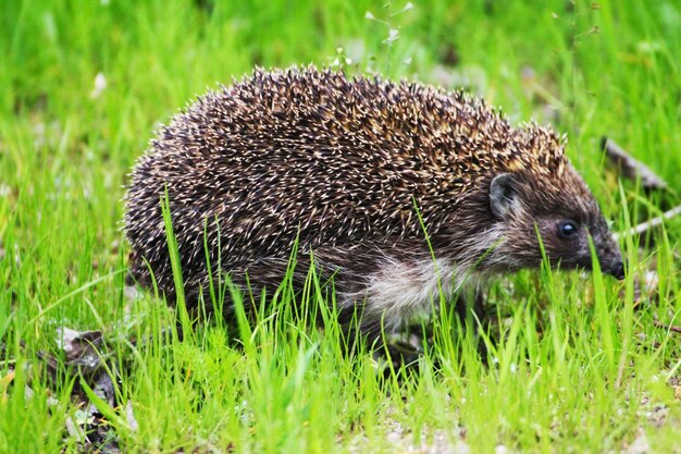 A little hedgehog goes to visit the badger on the green grass