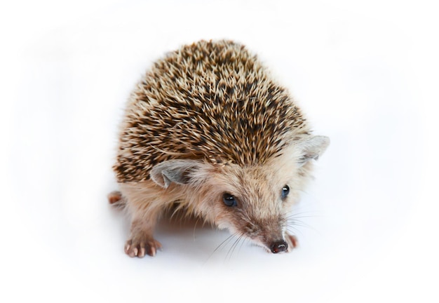 little hedgehog isolated on white background