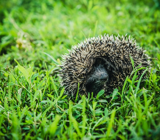 The little hedgehog with runs on a green grass.