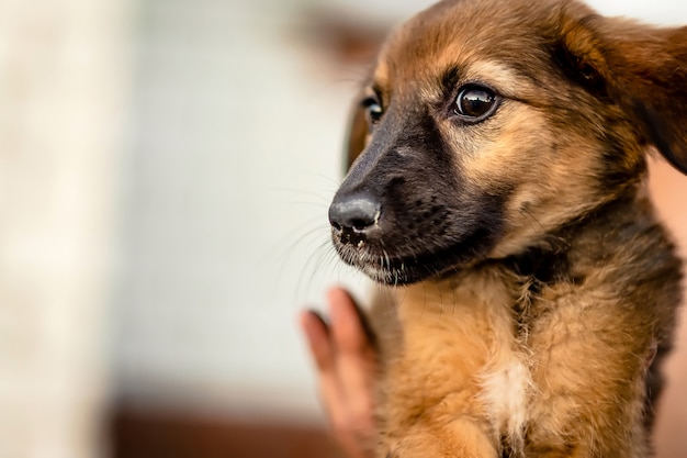 小さなホームレスの子犬