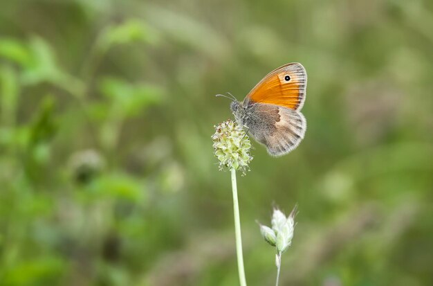 Photo little hoppy fairy butterfly (coenonympha pamphilus)