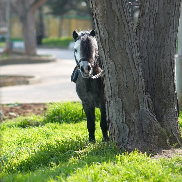 小さな馬のポニーが木から外を見る