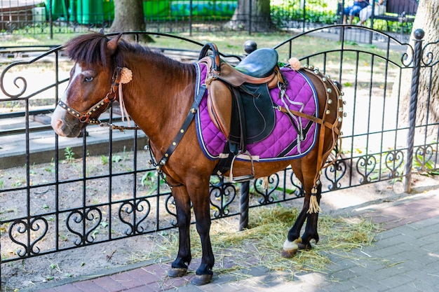 小さな馬-公園でポニーをフルに活用。ペット。閉じる。