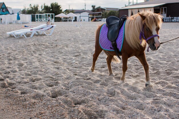 Little horse on the sandy shore