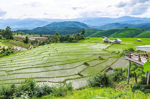 木々や山々に囲まれた曇りのある照明の小さな家とライスのテラス。