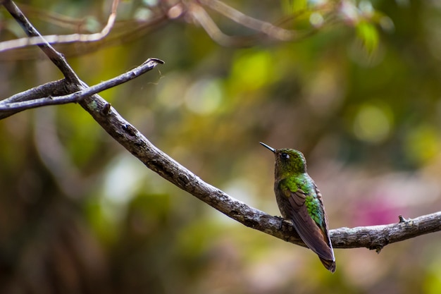 Photo little humming bird green