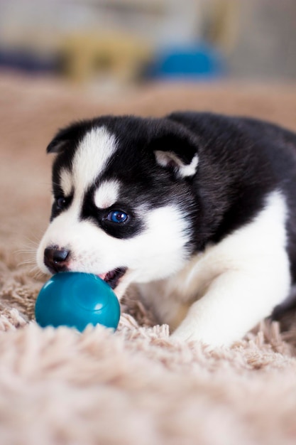 Piccolo cucciolo di husky che gioca con una palla sul tappeto