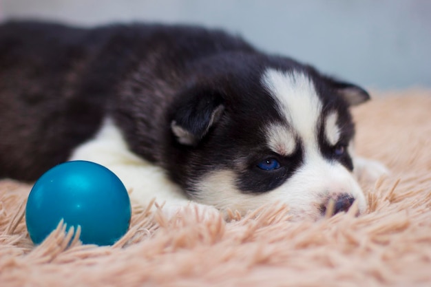 Piccolo cucciolo di husky che gioca con una palla sul tappeto