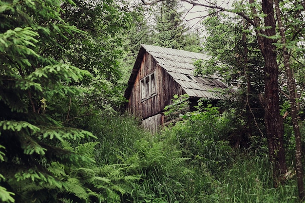 森の中の小さな小屋。森の中の孤独な小さな小屋。森の小屋。山。