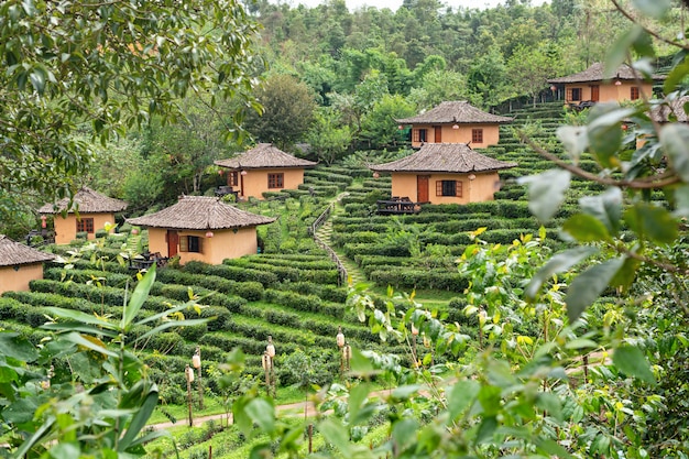 Piccola capanna in mae hong son tea plantation